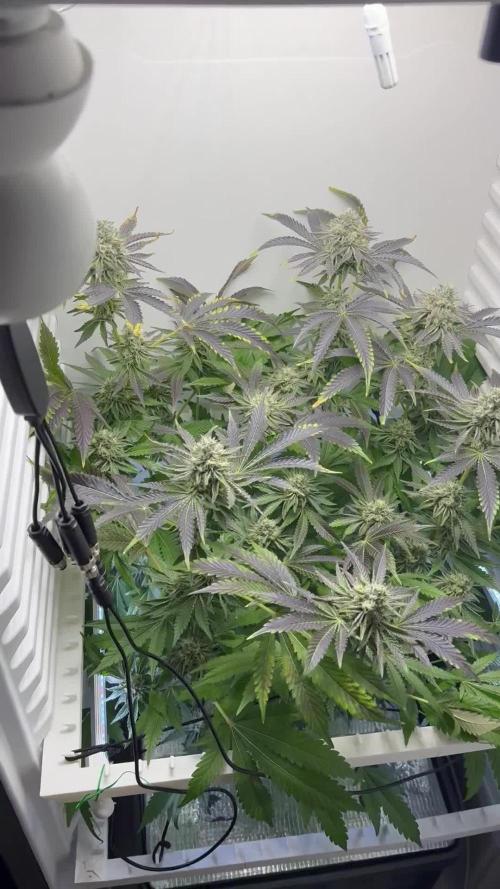 Fridgegrow 2.0 | Dantes Inferno Dave Cut