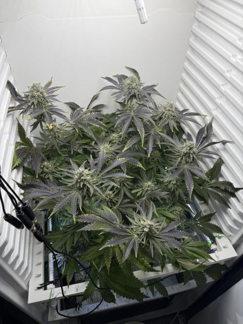Fridgegrow 2.0 | Dantes Inferno Dave Cut. Week 8