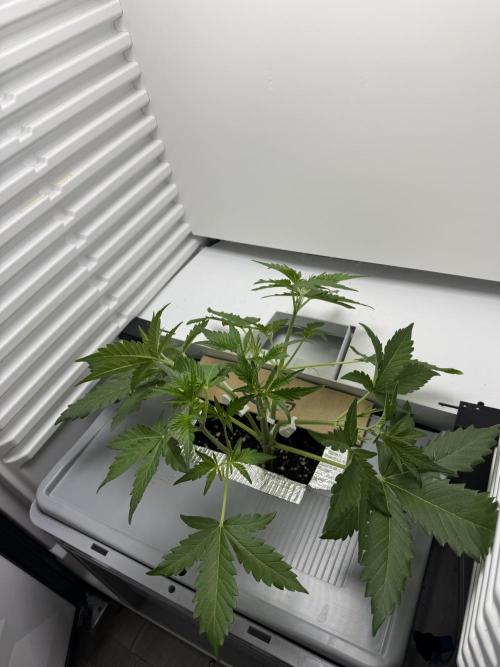 Fridgegrow 2.0 | Guava Auto RF3. Week 3