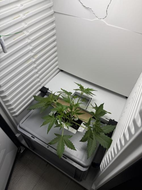 Fridgegrow 2.0 | Guava Auto RF3. Week 3