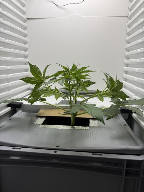 Fridgegrow 2.0 | Guava Auto RF3. Week 3