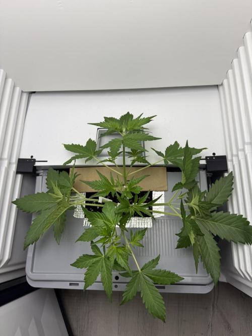 Guava Auto RF3. Week 3