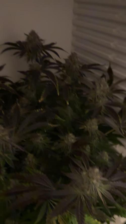 Fridgegrow 2.0 | Dantes Inferno Dave Cut
