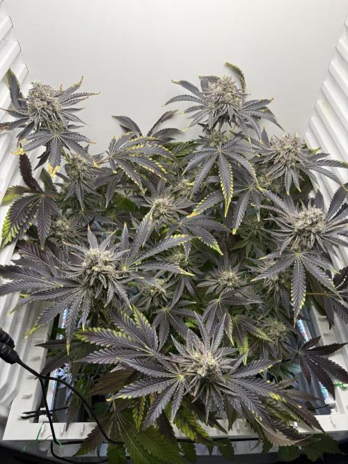 Fridgegrow 2.0 | Dantes Inferno Dave Cut. Week 9