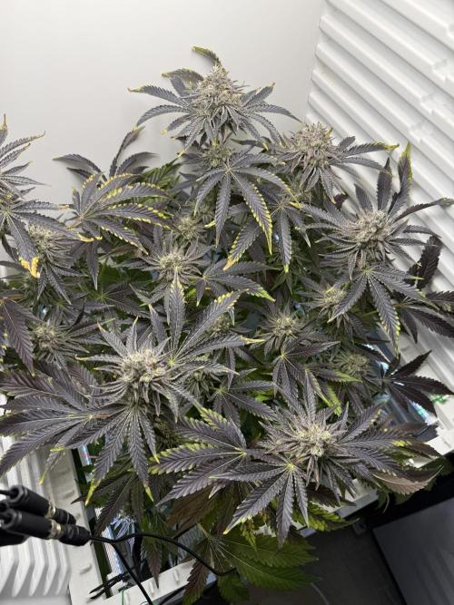 Fridgegrow 2.0 | Dantes Inferno Dave Cut. Week 9