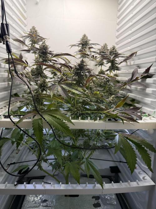 Fridgegrow 2.0 | Dantes Inferno Dave Cut. Week 9