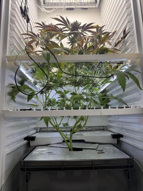Fridgegrow 2.0 | Dantes Inferno Dave Cut. Week 9