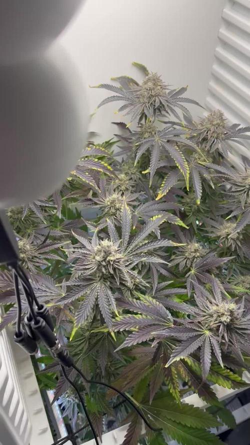Fridgegrow 2.0 | Dantes Inferno Dave Cut