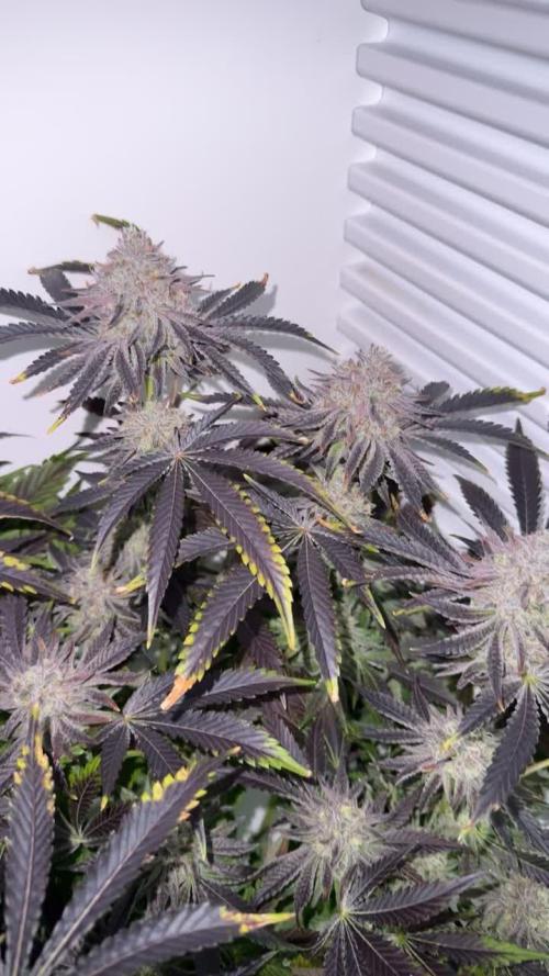 Fridgegrow 2.0 | Dantes Inferno Dave Cut