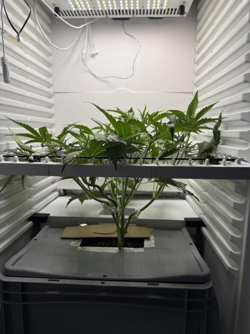 Fridgegrow 2.0 | Guava Auto RF3. Week 4