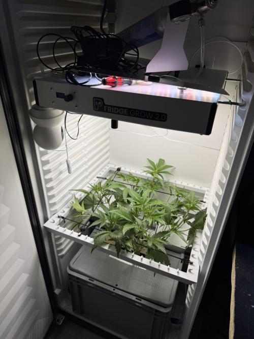 Fridgegrow 2.0 | Guava Auto RF3. Week 4