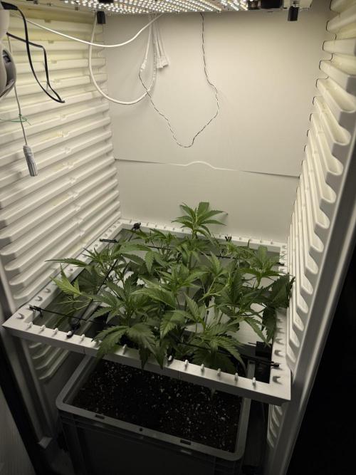 Fridgegrow 2.0 | Guava Auto RF3. Week 4