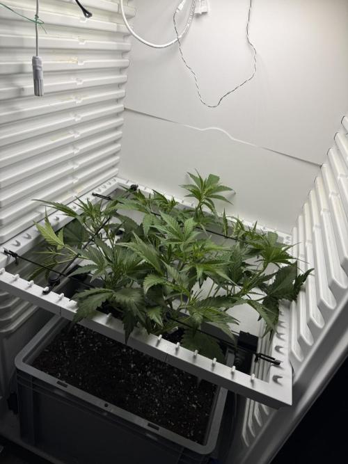 Guava Auto RF3. Week 4