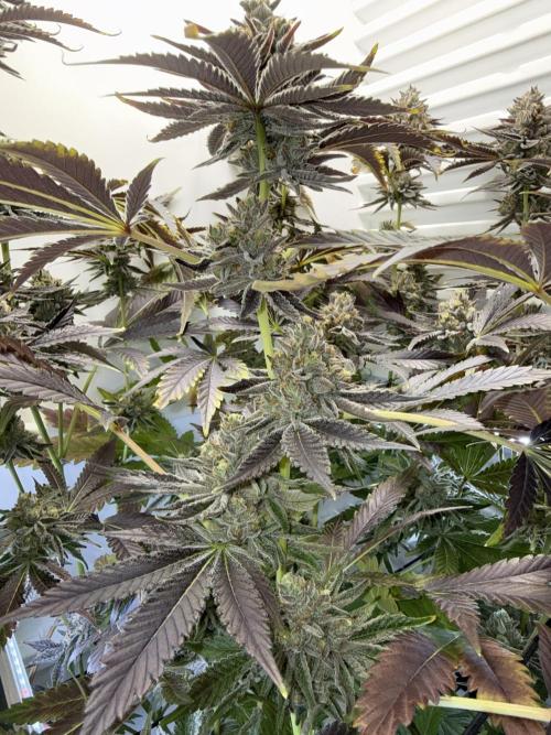Fridgegrow 2.0 | Dantes Inferno Dave Cut. Week 10