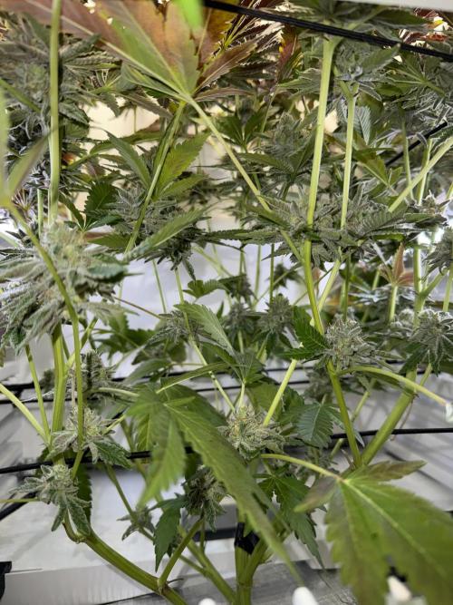 Fridgegrow 2.0 | Dantes Inferno Dave Cut. Week 10