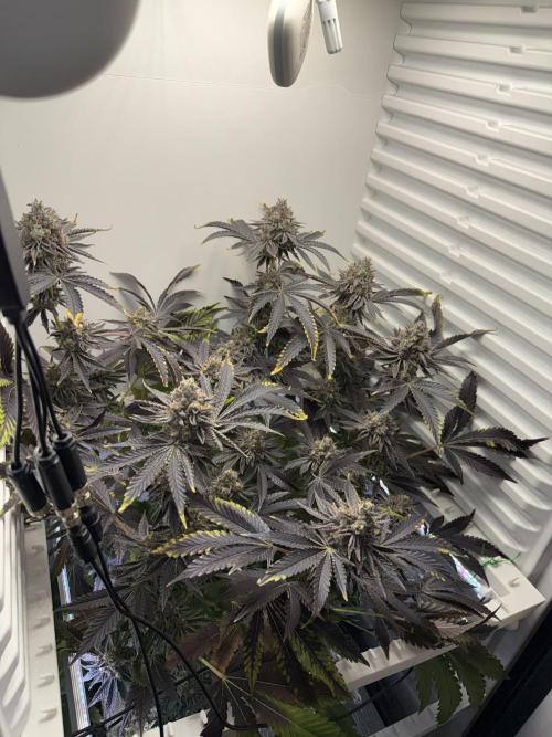 Fridgegrow 2.0 | Dantes Inferno Dave Cut. Week 10