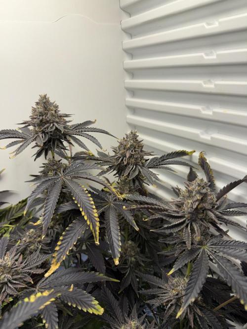 Fridgegrow 2.0 | Dantes Inferno Dave Cut. Week 10