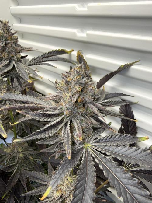 Fridgegrow 2.0 | Dantes Inferno Dave Cut. Week 10