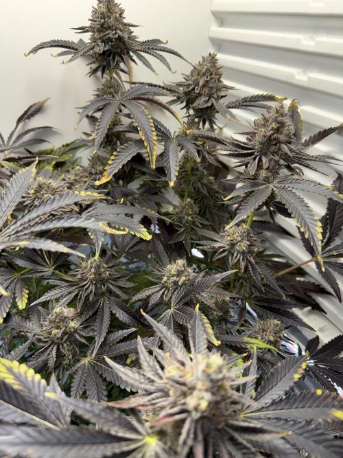 Fridgegrow 2.0 | Dantes Inferno Dave Cut. Week 10