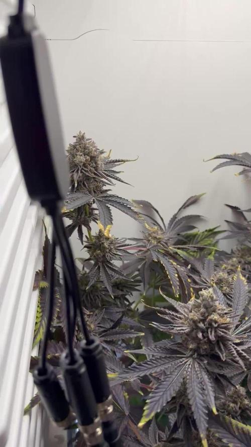 Fridgegrow 2.0 | Dantes Inferno Dave Cut