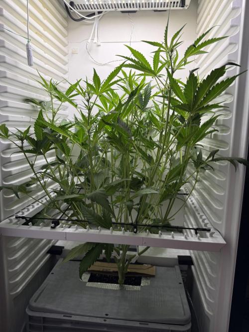Fridgegrow 2.0 | Guava Auto RF3. Week 5