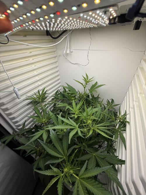 Fridgegrow 2.0 | Guava Auto RF3. Week 5