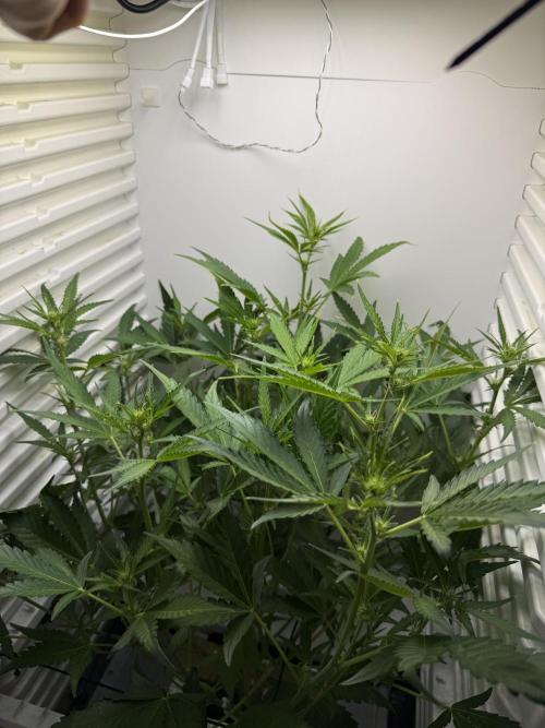 Fridgegrow 2.0 | Guava Auto RF3. Week 5