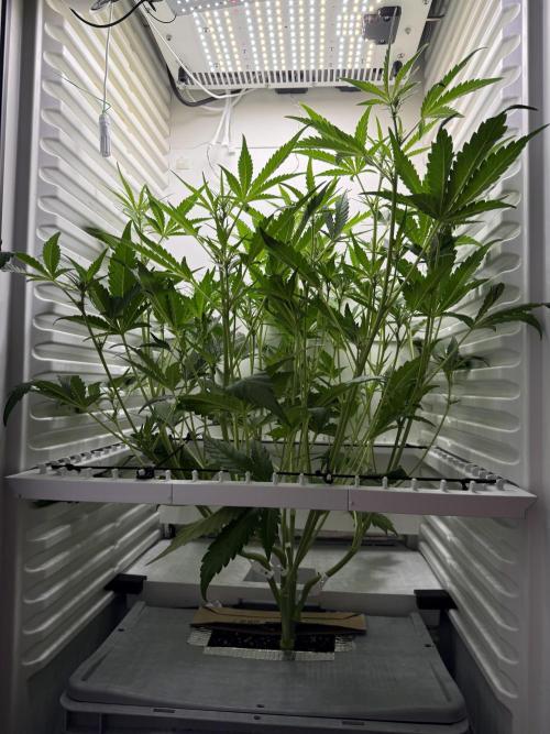 Fridgegrow 2.0 | Guava Auto RF3. Week 5