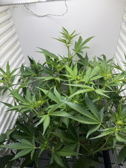Fridgegrow 2.0 | Guava Auto RF3. Week 5