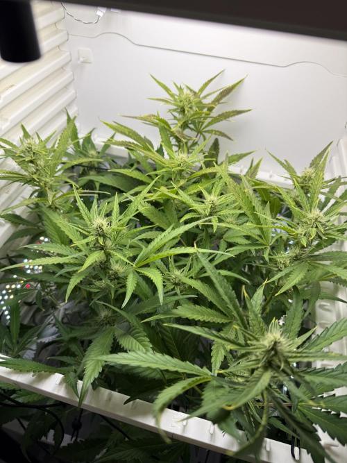 Fridgegrow 2.0 | Guava Auto RF3. Week 6