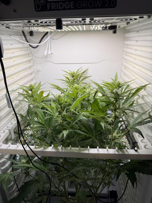 Fridgegrow 2.0 | Guava Auto RF3. Week 6