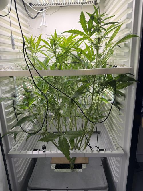Fridgegrow 2.0 | Guava Auto RF3. Week 6