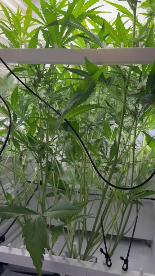 Fridgegrow 2.0 | Guava Auto RF3