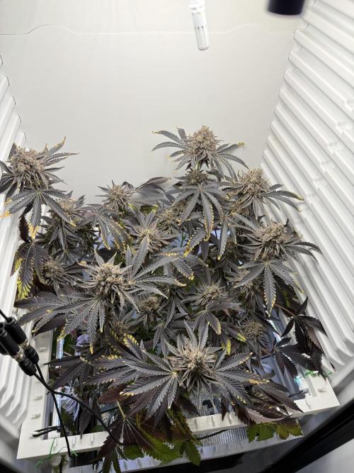 Fridgegrow 2.0 | Dantes Inferno Dave Cut. Week 11
