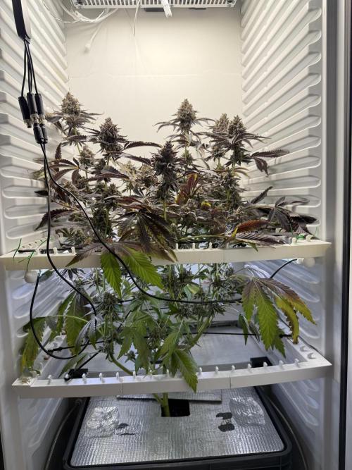 Fridgegrow 2.0 | Dantes Inferno Dave Cut. Week 11