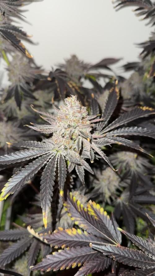 Fridgegrow 2.0 | Dantes Inferno Dave Cut