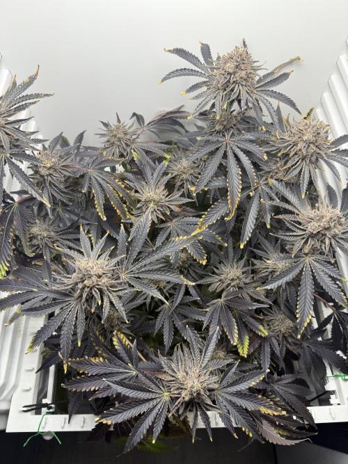 Fridgegrow 2.0 | Dantes Inferno Dave Cut. Week 12