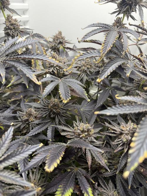 Fridgegrow 2.0 | Dantes Inferno Dave Cut. Week 12