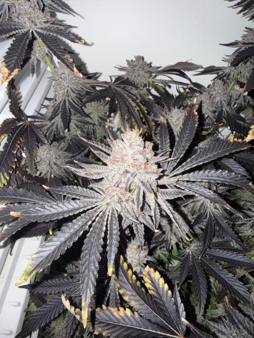 Fridgegrow 2.0 | Dantes Inferno Dave Cut. Week 12