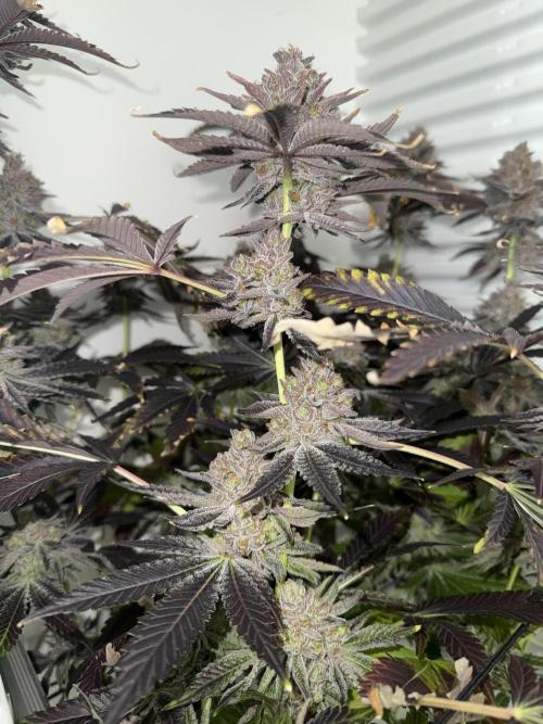 Fridgegrow 2.0 | Dantes Inferno Dave Cut. Week 12