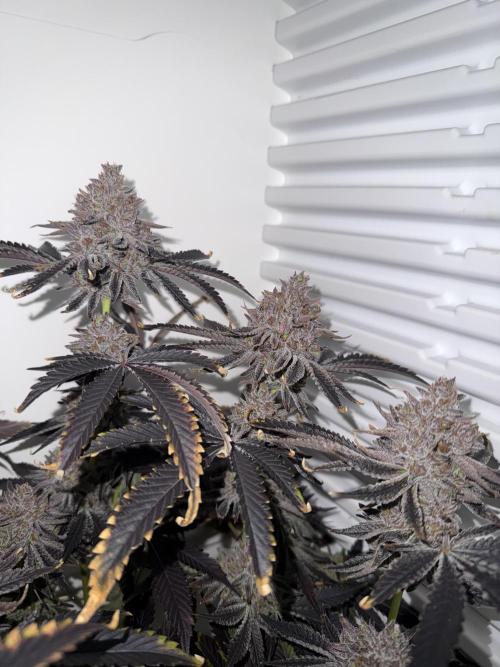 Fridgegrow 2.0 | Dantes Inferno Dave Cut. Week 12