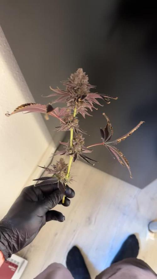 Fridgegrow 2.0 | Dantes Inferno Dave Cut