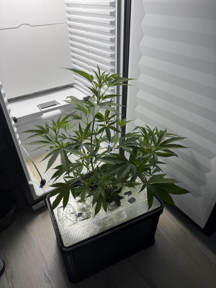 Fridgegrow 2.0 | Pop Rockets #14. Week 2