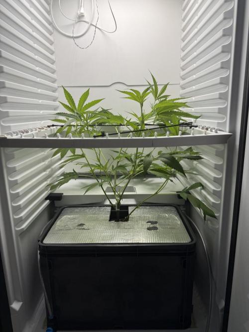 Fridgegrow 2.0 | Pop Rockets #14. Week 3