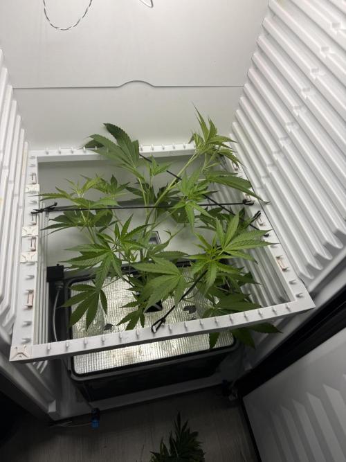Fridgegrow 2.0 | Pop Rockets #14. Week 3