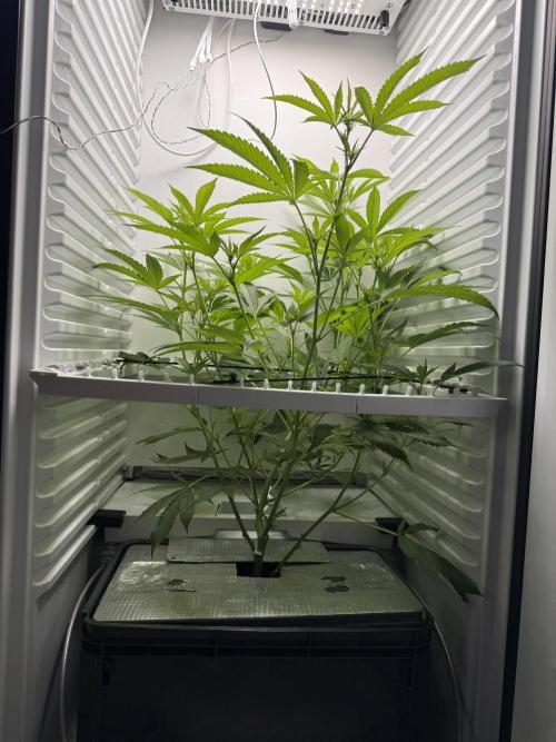 Fridgegrow 2.0 | Pop Rockets #14. Week 4