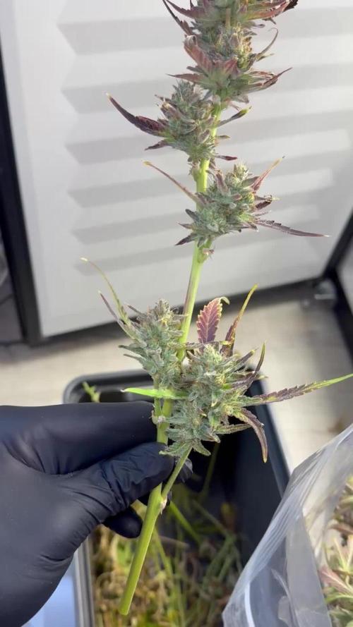 Fridgegrow 2.0 | Guava Auto RF3