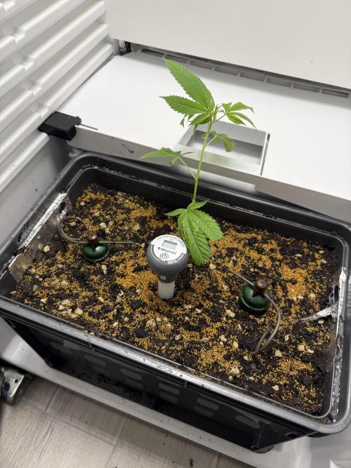 Fridgegrow 2.0 | Dantes Inferno. Week 1