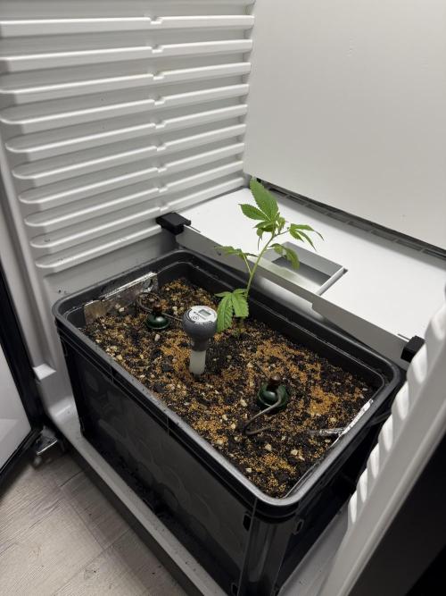 Fridgegrow 2.0 | Dantes Inferno. Week 1