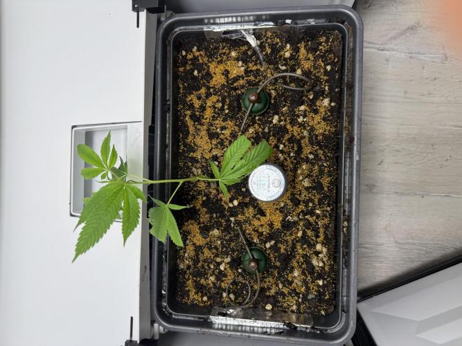 Fridgegrow 2.0 | Dantes Inferno. Week 1